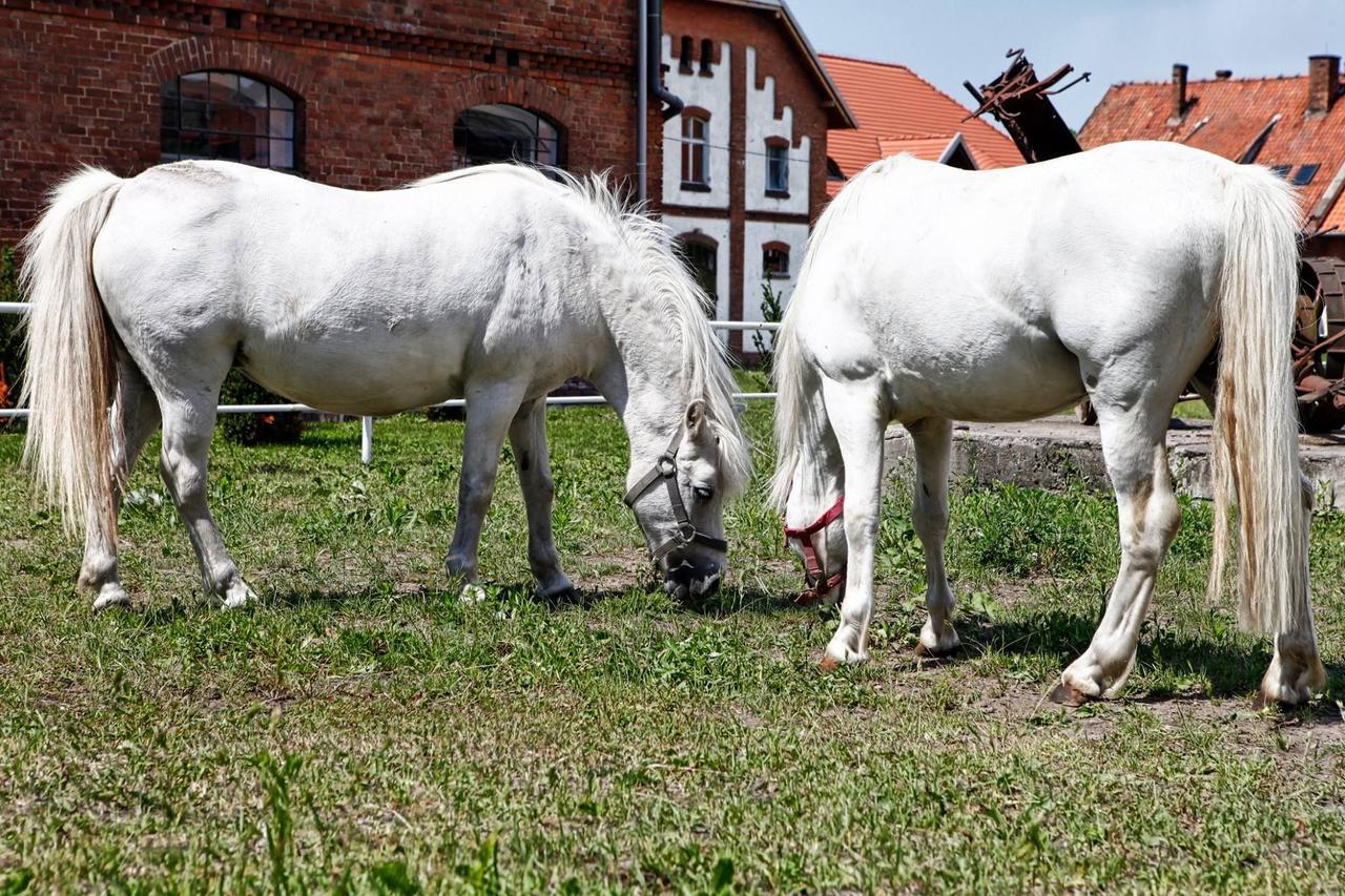 Kadyny Folwark Hotel & Spa Kültér fotó